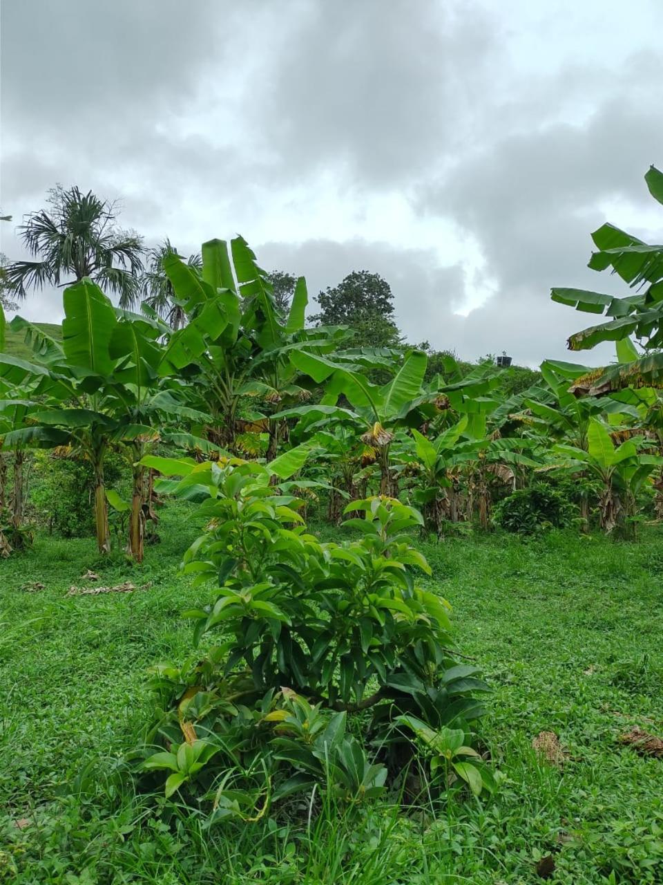 Cabana Wiwa Tayrona لوس نارانخوس المظهر الخارجي الصورة