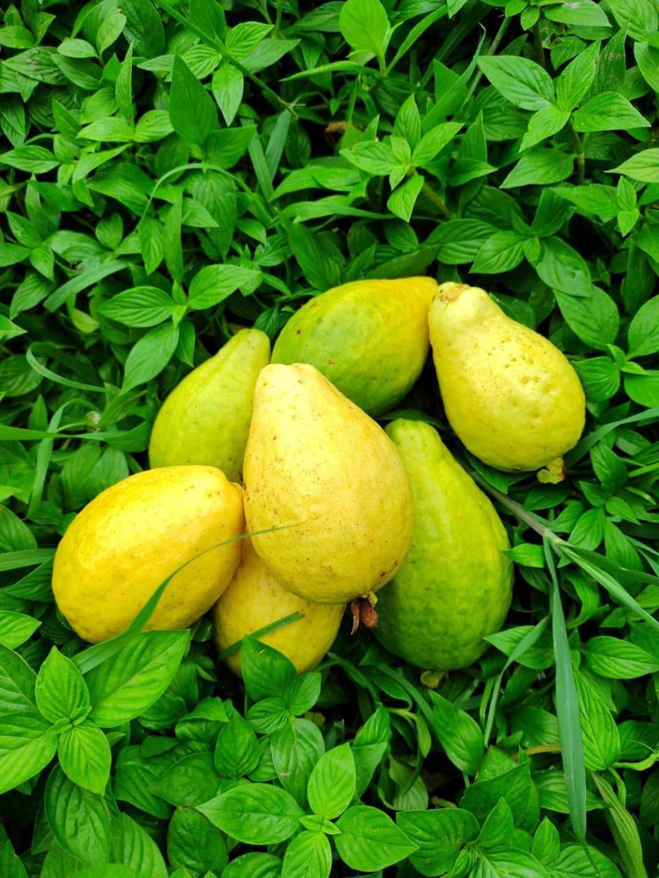 Cabana Wiwa Tayrona لوس نارانخوس المظهر الخارجي الصورة