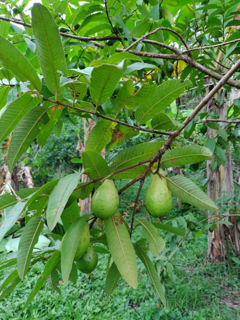 Cabana Wiwa Tayrona لوس نارانخوس المظهر الخارجي الصورة