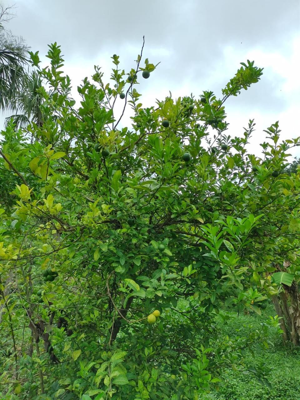 Cabana Wiwa Tayrona لوس نارانخوس المظهر الخارجي الصورة