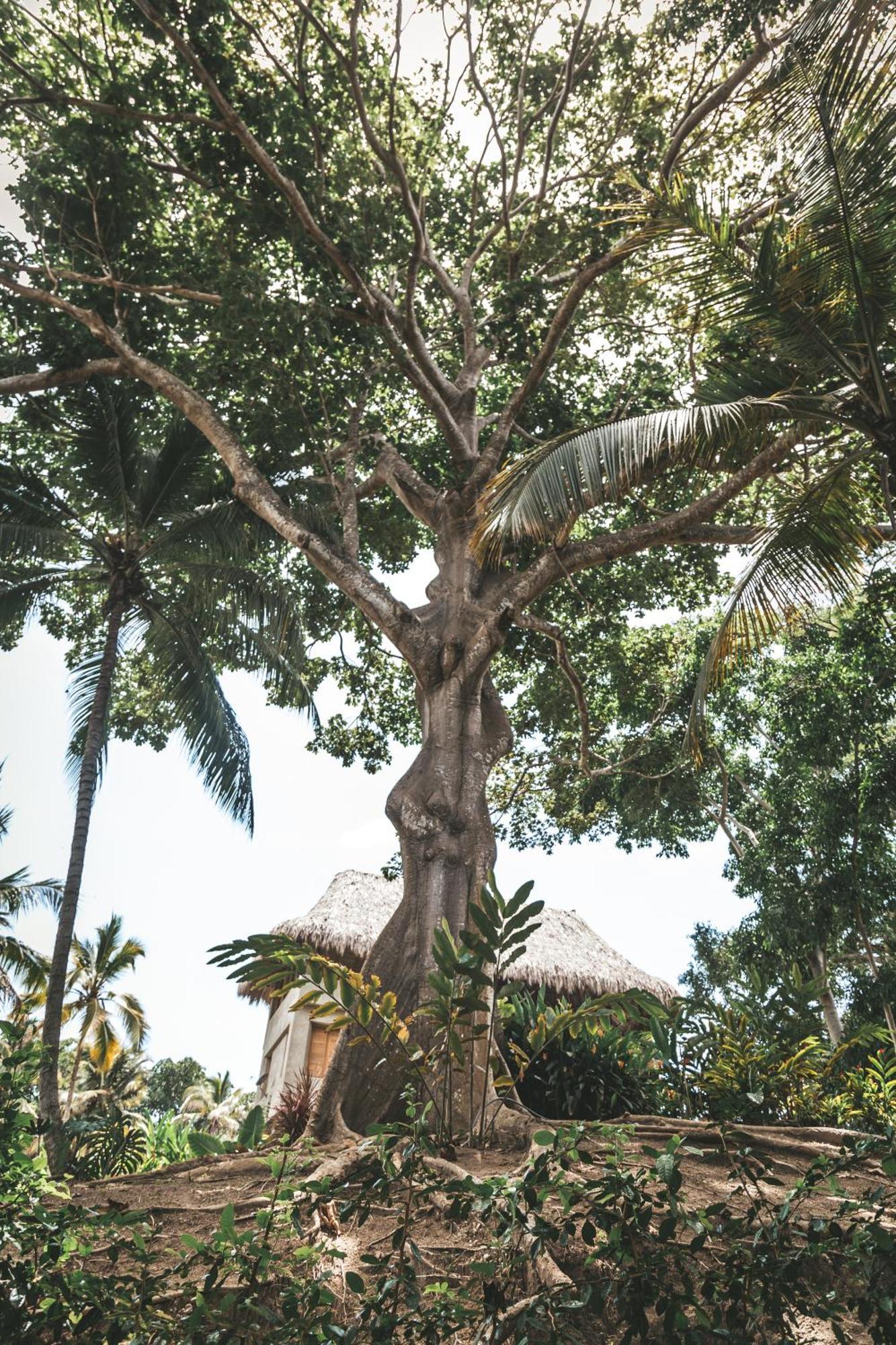 Cabana Wiwa Tayrona لوس نارانخوس المظهر الخارجي الصورة